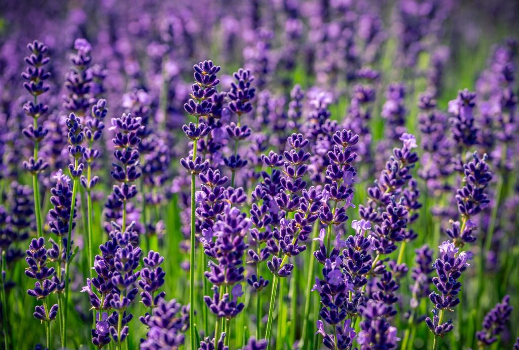 lavender, nature, purple-4336775.jpg